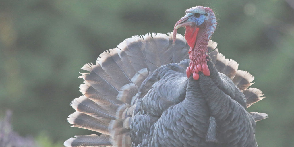 Do Neck Creams Actually Work? The Honest Truth About "Turkey Neck"
