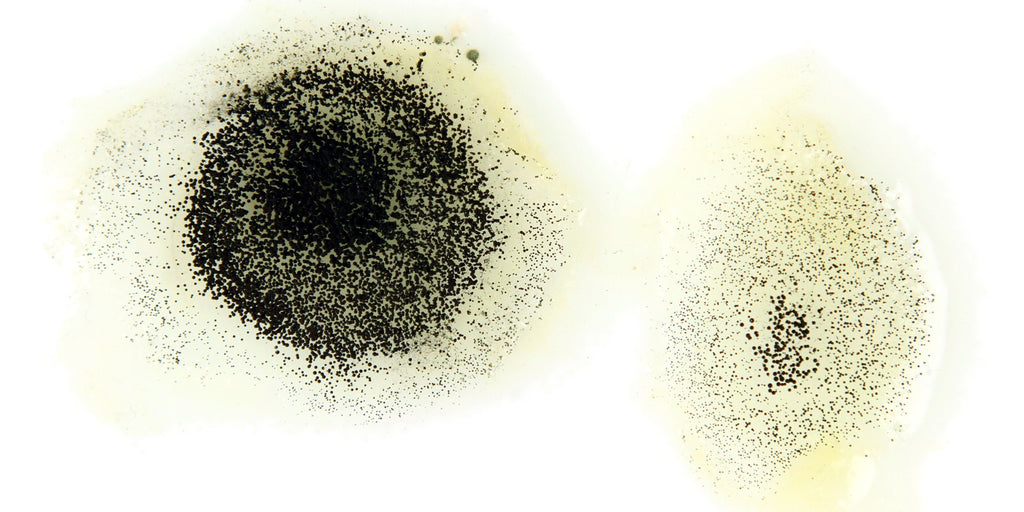 Preservatives in Skincare: What’s Safe, What’s Hype, and Why It All Matters