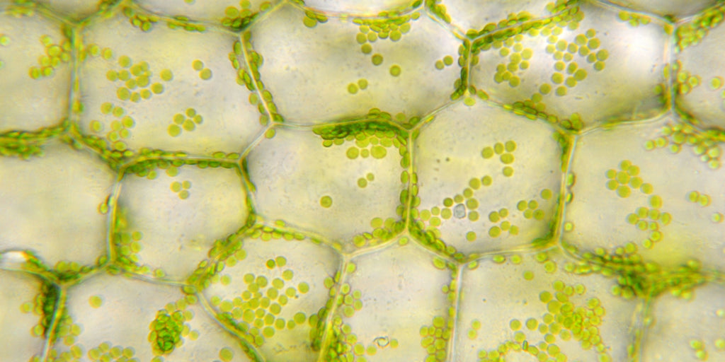 The Ugly Truth About The Science of “Stem Cell” Skincare (What Big Beauty Isn’t Telling You)