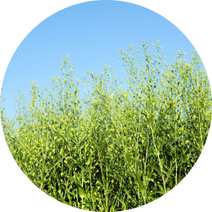 Camelina